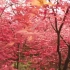 花卉系列 红枫树