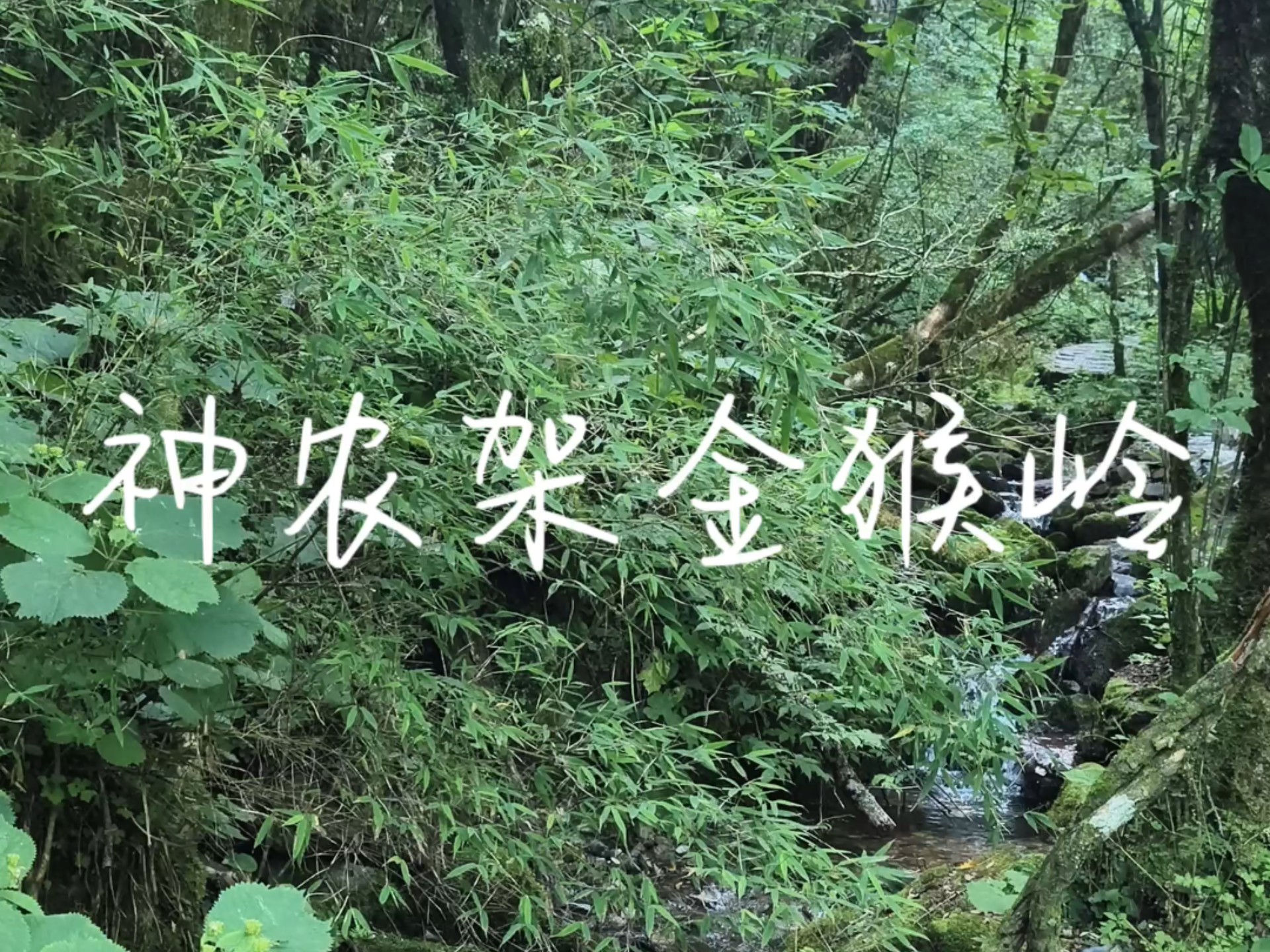 神农架金猴岭