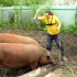 俄罗斯杀猪太厉害，往猪脖子上一戳，300斤大肥猪瞬间上西天！
