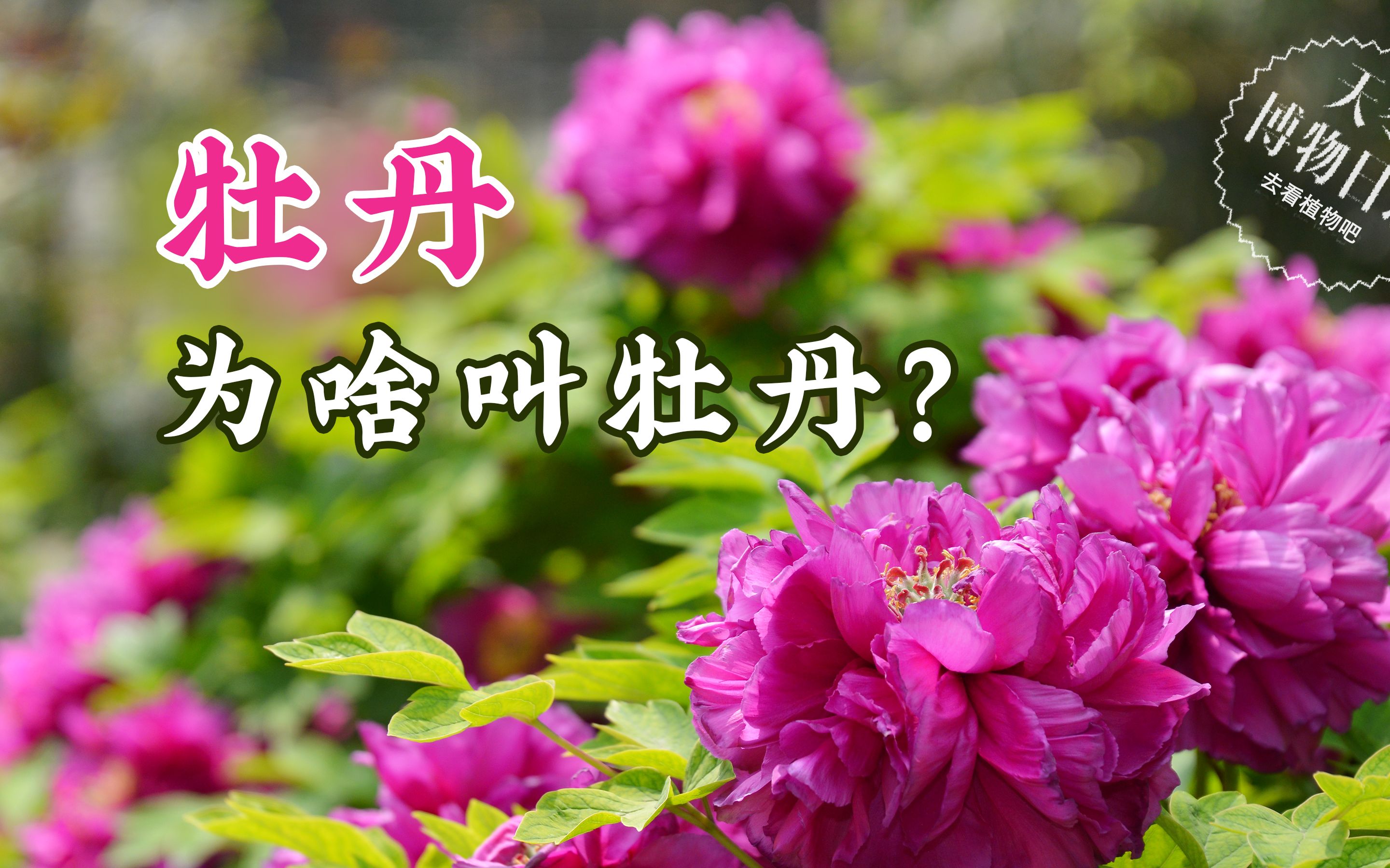 牡丹为什么叫牡丹?【天冬博物日志】【去看植物吧】哔哩哔哩bilibili