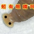 蚯蚓到底有没有眼睛？怎么区分蚯蚓的头和尾？
