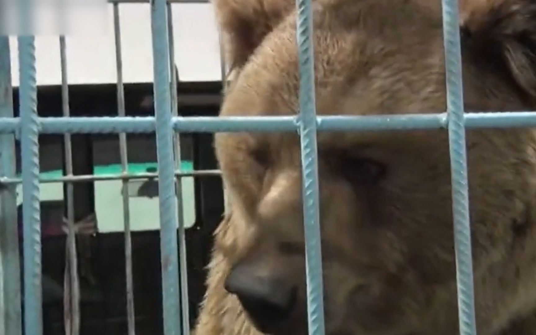 大棕熊刚被放出笼子突然开始疯狂袭击围观人群 现场顿时陷入混乱