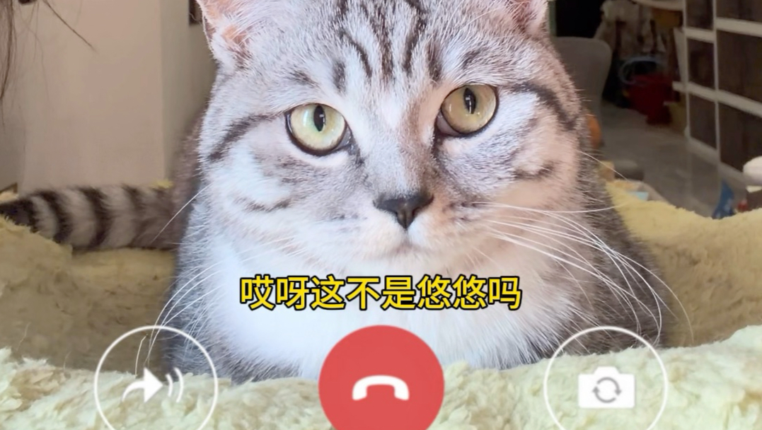 一天天就知道发你的破猫！