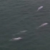 广东南澳岛惊现粉色海豚：齐头并进，自由嬉戏