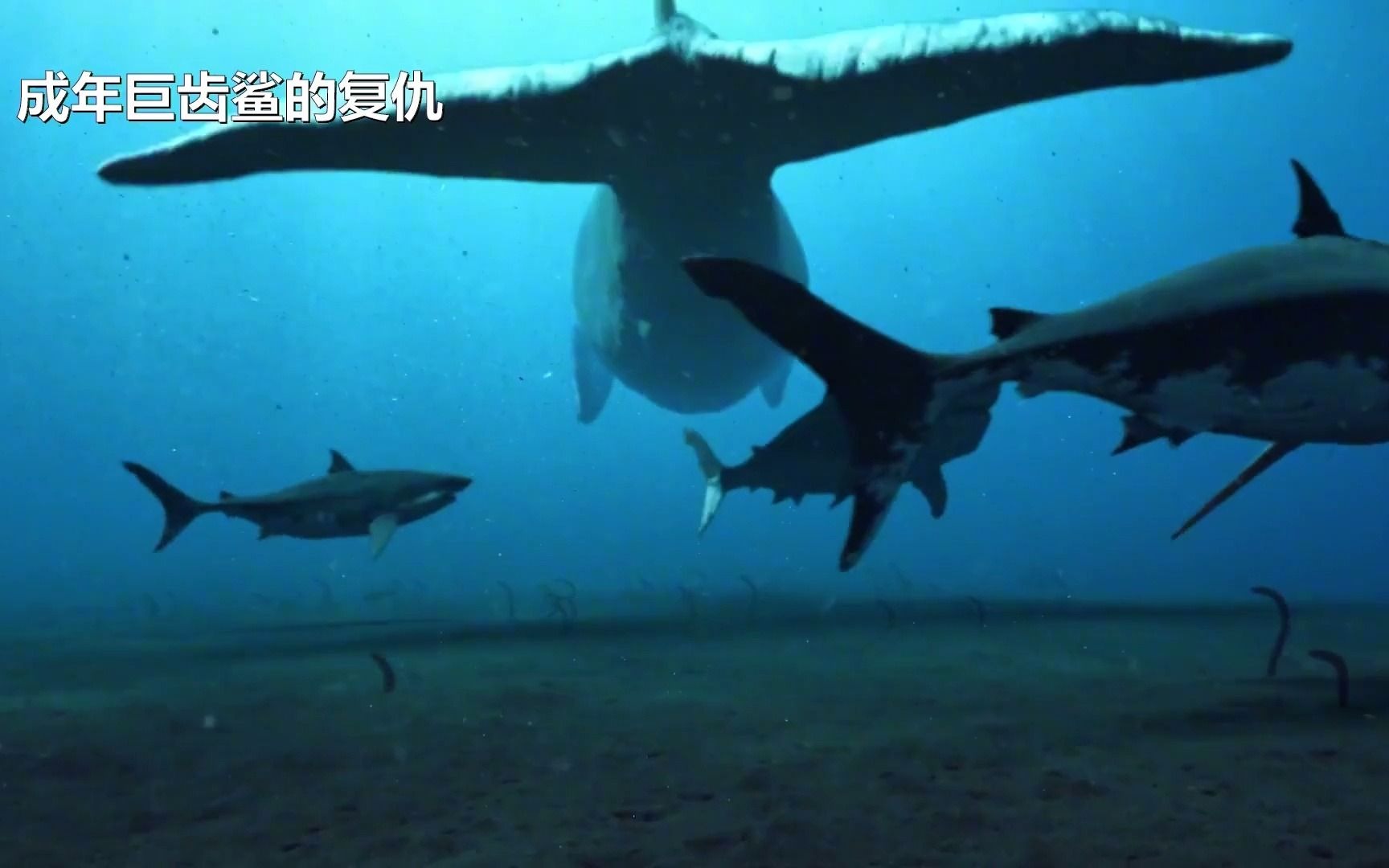 史前海洋霸主之战巨齿鲨大战梅尔维尔鲸3d仿真动画