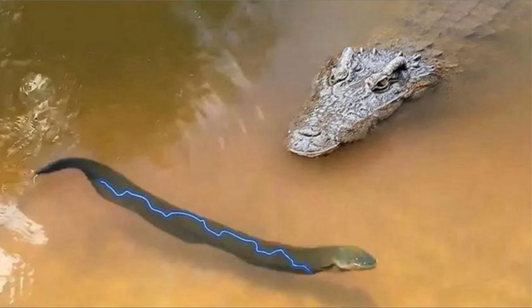 鳄鱼冲着电鳗直接咬了一口，一时间水花四溅，镜头记录全过程
