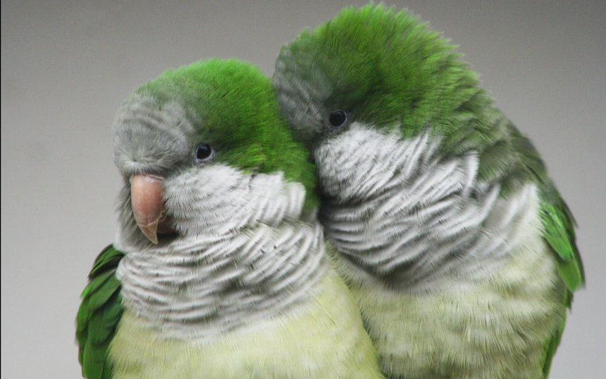 鹦鹉筷子萌爆炸主人要向大家介绍搞笑又聪明的和尚鹦鹉筷子先生中字