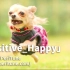 【BGM】快乐&流行歌曲「Positive_Happy」