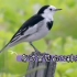 【城市鸟类】汇总身边常见的72种鸟以及部分鸟的叫声