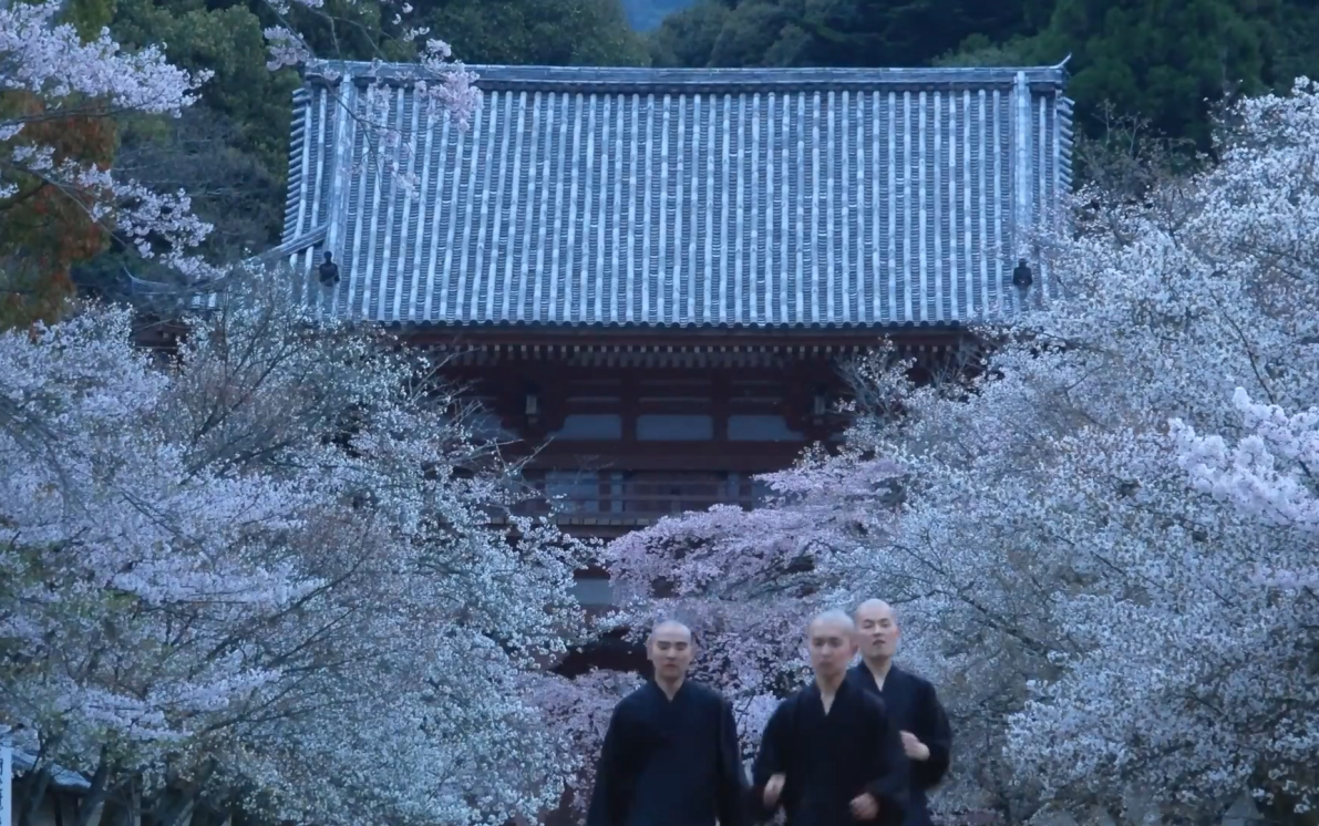 4k cherry blossoms in daigo-ji kyoto 樱花 京都醍醐寺