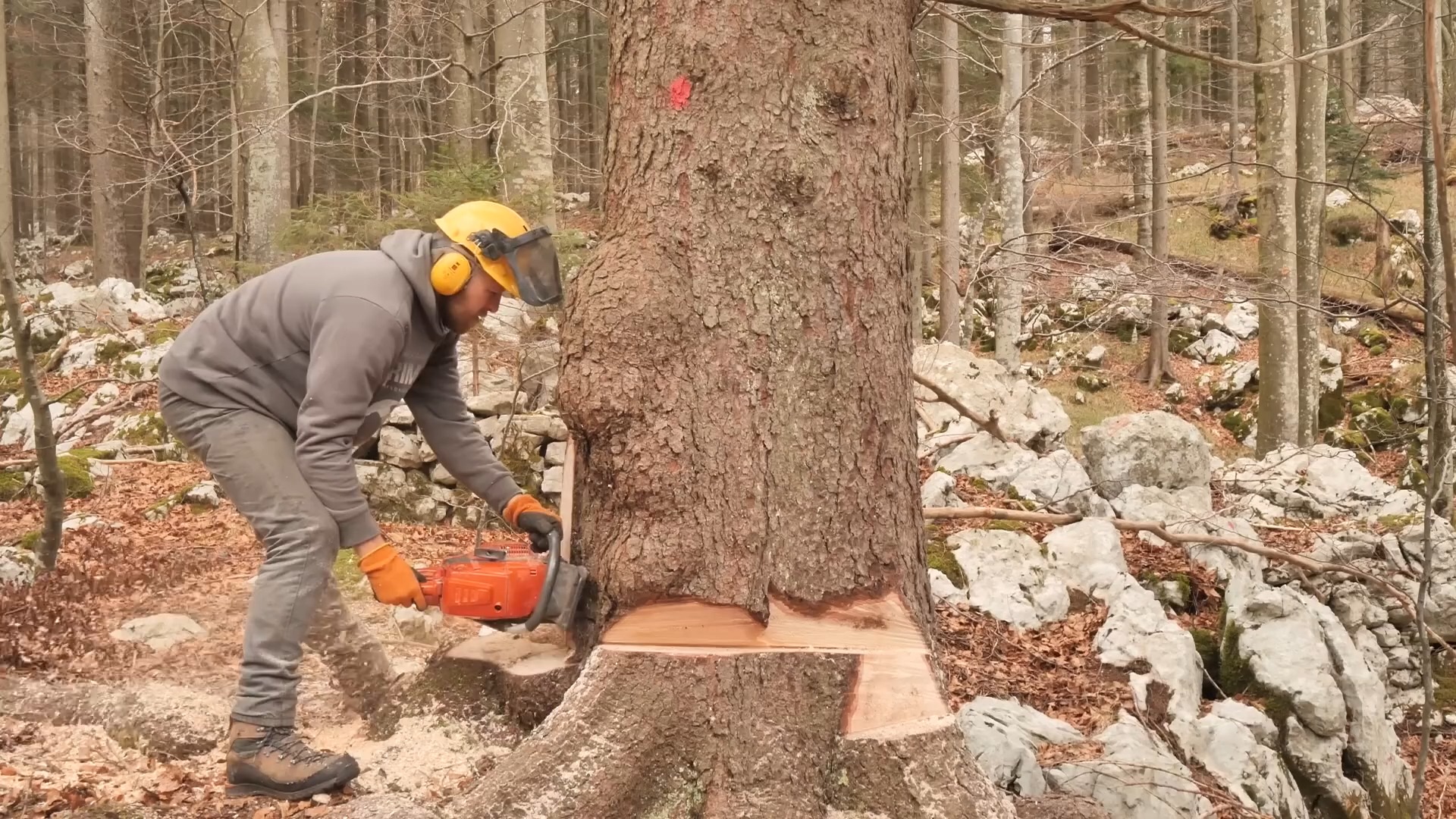【传统木屋】57.为下一个项目准备木料  S4 Ep13. Taking Down Huge Trees for Future Projects ⧸ LOG C