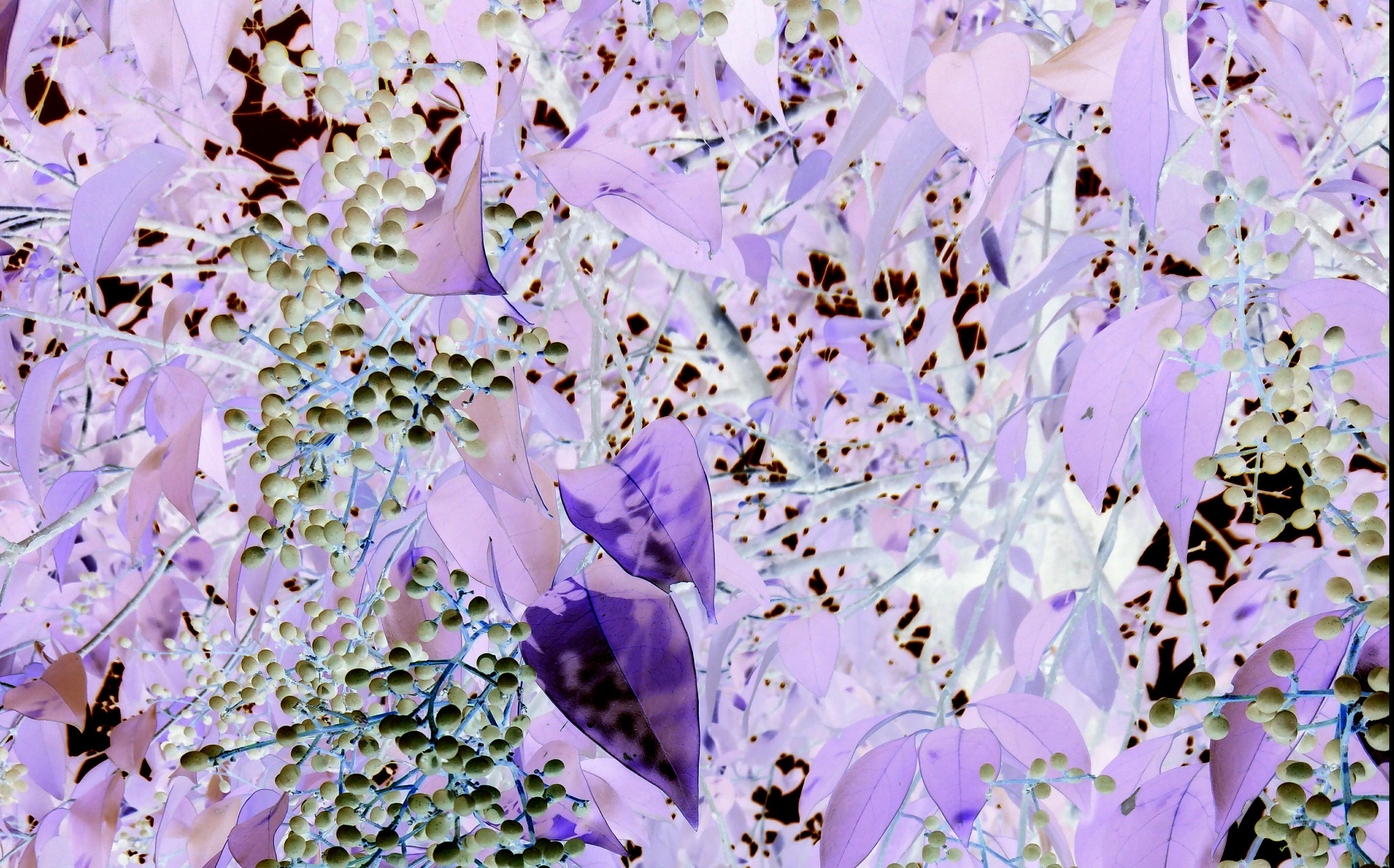 非酋初级的礼包十一连,没放弃这个游戏的我是