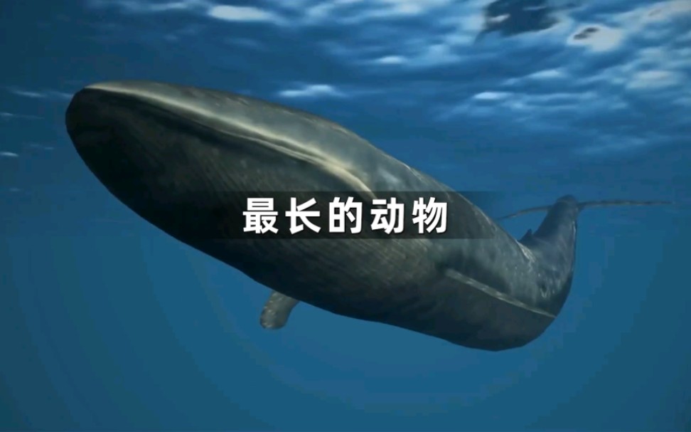 你知道世界最长的动物是什么吗？第一名其实不是鲸鱼