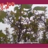 カメのvlog#03 桜桃