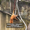金毛被困桥下众人丢绳救援，狗狗自己将腿套入：狂摇尾感谢