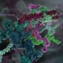癌症的发生机制——Peter Mac生物动画