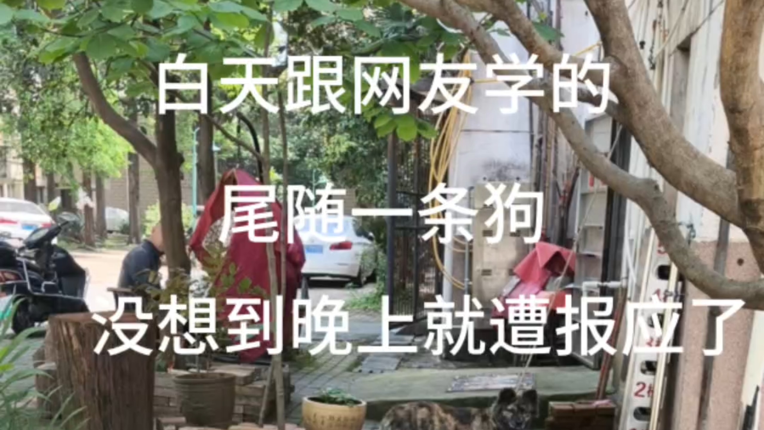 白天能跟踪狗，晚上狗跟踪人