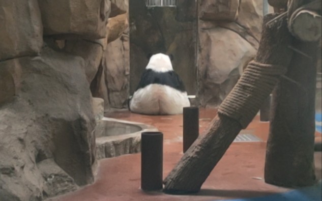 【大熊猫囡囡】囡囡:奶妈，窝已经饿瘦五分钟了~~