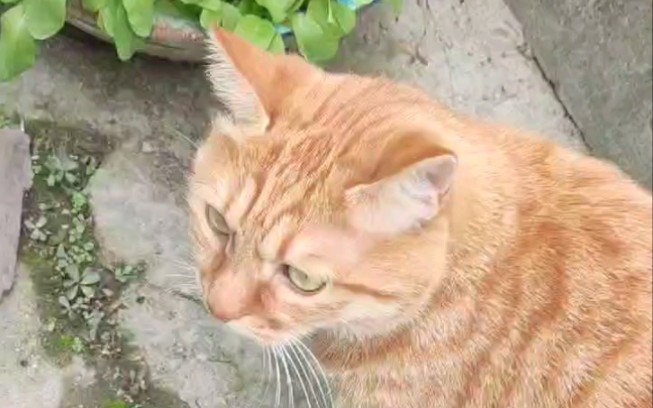 睡醒起床了,肉嘟嘟的小猫咪.