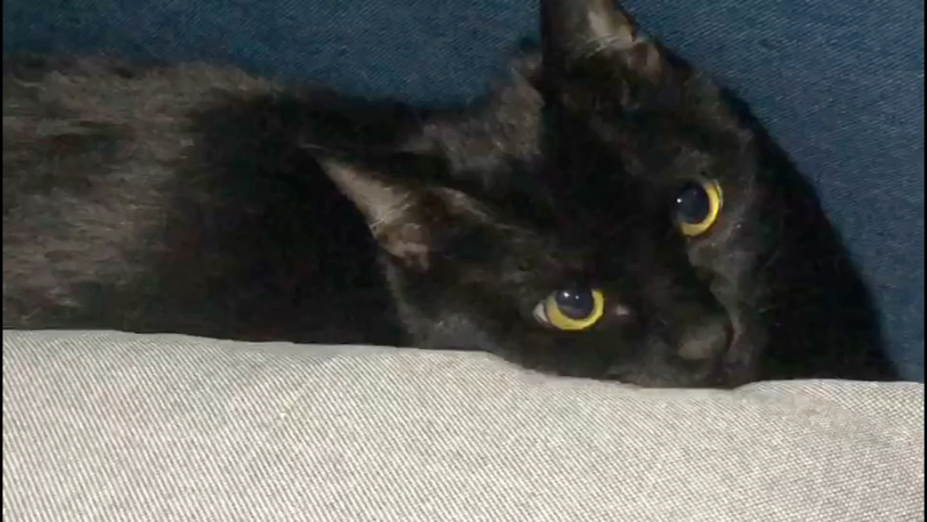 朋友家的性感小黑猫 哔哩哔哩 つロ干杯 Bilibili