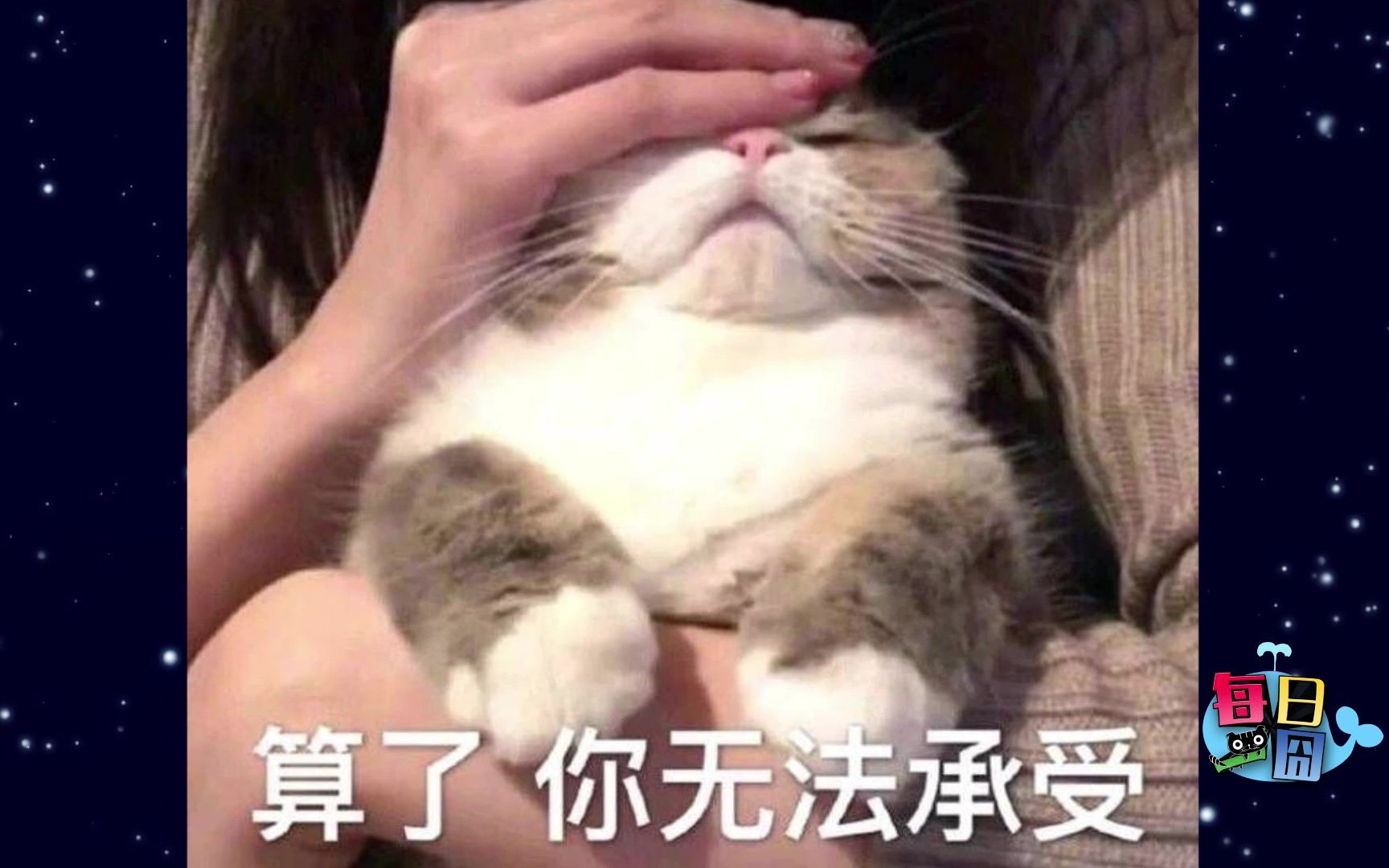 【每日一囧】这只猫的身手也太好了,猫中叶问也不为过吧哔哩哔哩bilibili