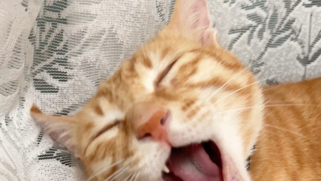 师傅，我的猫好像有点延迟