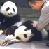 你对大熊猫饲养员的手速一无所知