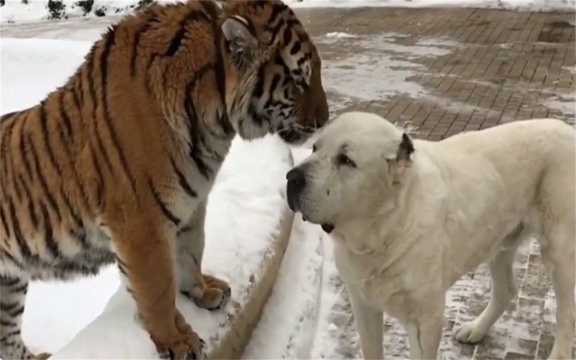狗狗去看望一起长大的老虎，老虎一眼就认出了它：你“感动”不？