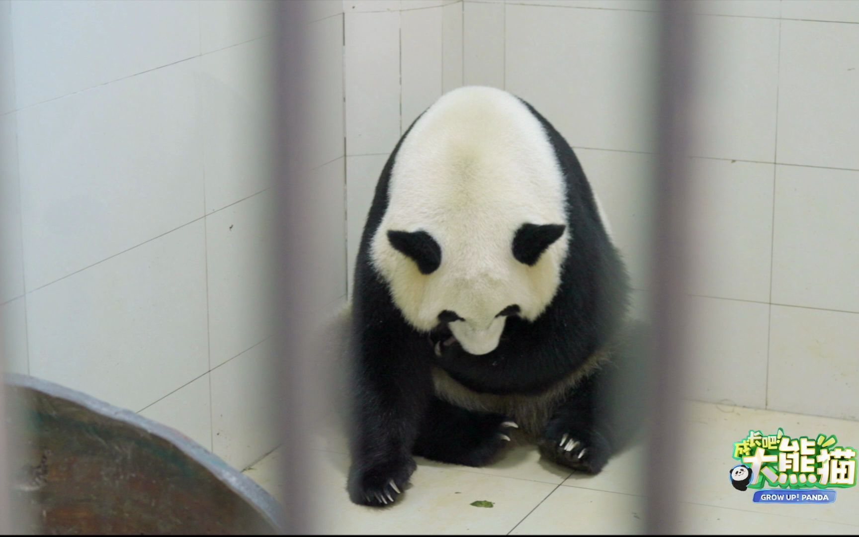 【成长吧大熊猫】 泪目！奶爸归还幼崽，熊猫妈妈终于和崽崽“团圆”！
