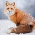 雪地里的赤狐 毛茸茸的看着真像个小妖精