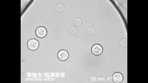 c9233e718eb5ed91d335b6c858ae3e010cd25601.jpg@480w_270h_1c