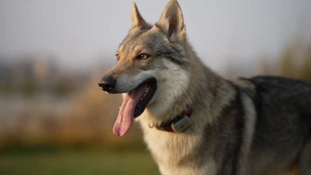 捷克狼犬,一牵出来就是整条街最帅的狗,回头率百分百