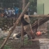 【大熊猫】星二雅二在上海动物园