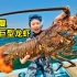 阿曼抓巨型龙虾，海底追逐鳐鱼群，做一桌春季海鲜盛宴