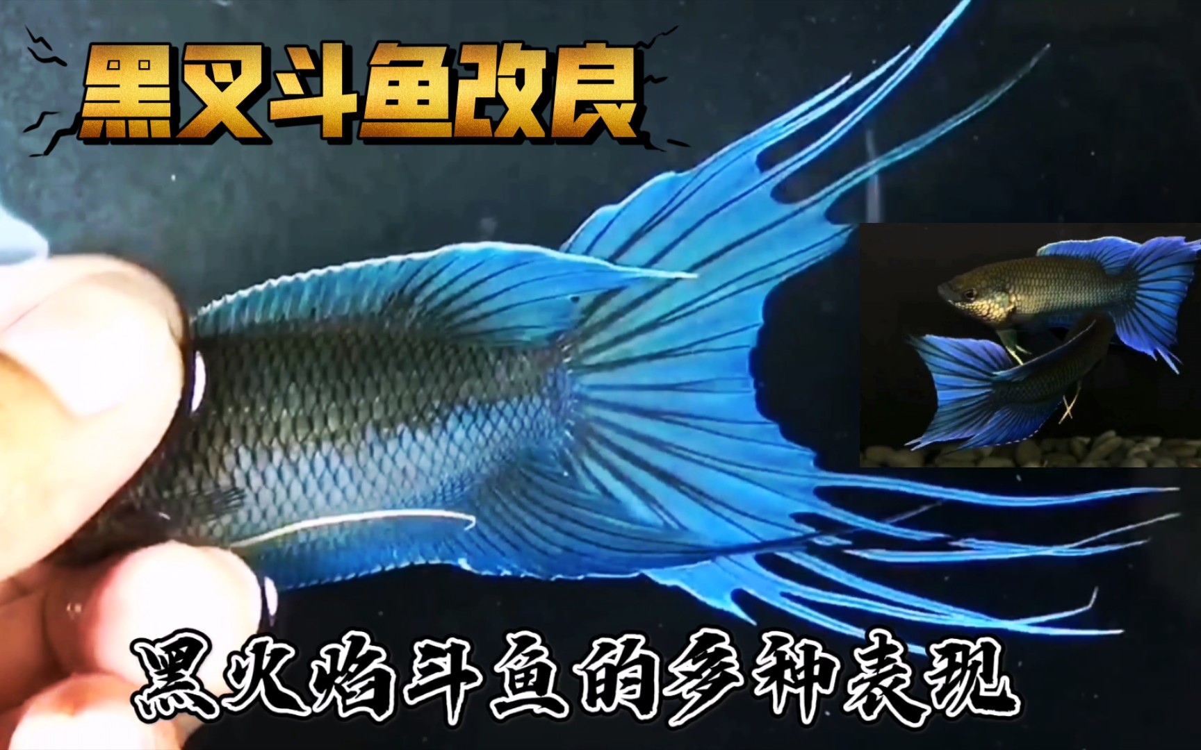 黑火焰斗鱼的多种表现,中国原斗黑叉尾斗鱼改良.