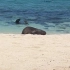 网友在海边偶遇一只躺平的海豹……懒得支棱起来了，滚回海里算了