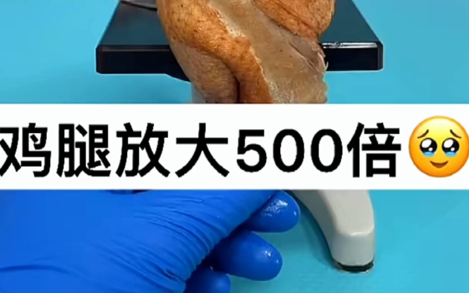 鸡腿放大500倍显微镜观察一下