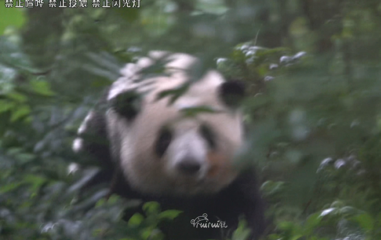 7.3早上好，小花花🌸今天雨好大啊，跑进来宝宝正在巡逻后花园，脸berber都脏脏咯