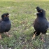 两只八哥鸟面对面说着人类语言普通话，还唱小苹果真搞笑