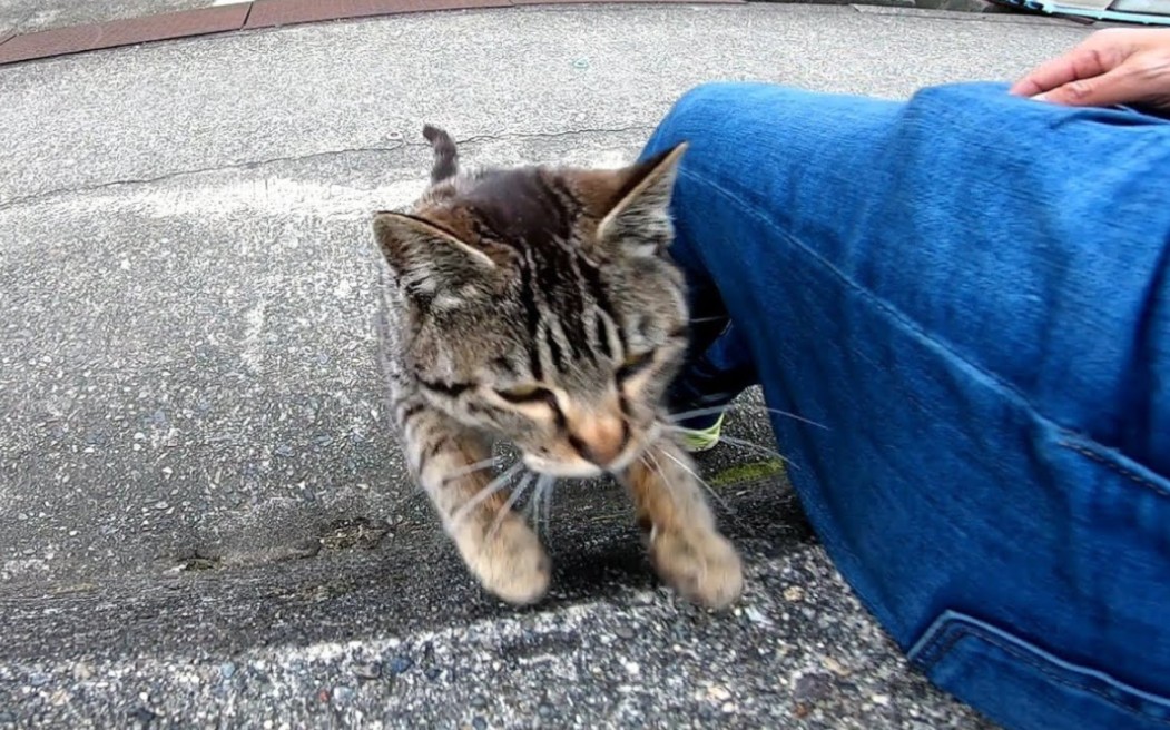 我在路边打盹一只流浪猫，它高兴地爬到我的腿上。