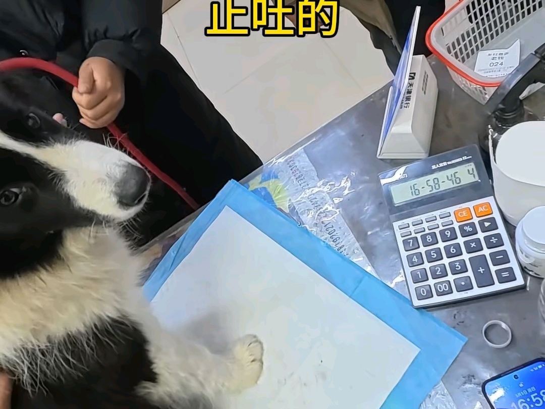 乡村兽医修猫修狗的一天