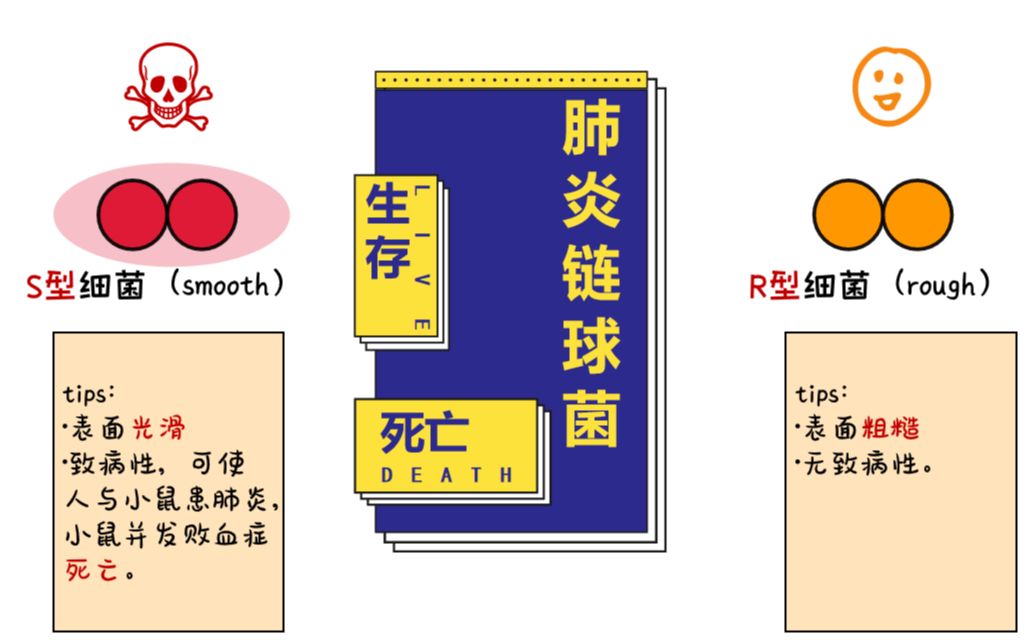 【高中生物】3分钟搞定格里菲斯肺炎双球菌的转化实验