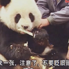 这一口蛋糕，就是支撑高高徒步400公里回来考编的信念#大熊猫#熊猫 #熊猫高高 #团子