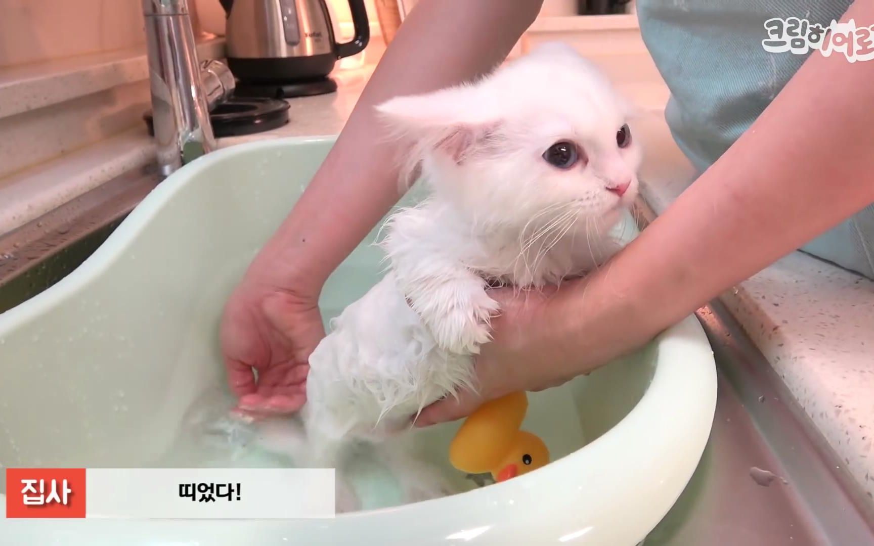 【creamheroes-7只猫和人类】给猫咪洗澡——lala篇