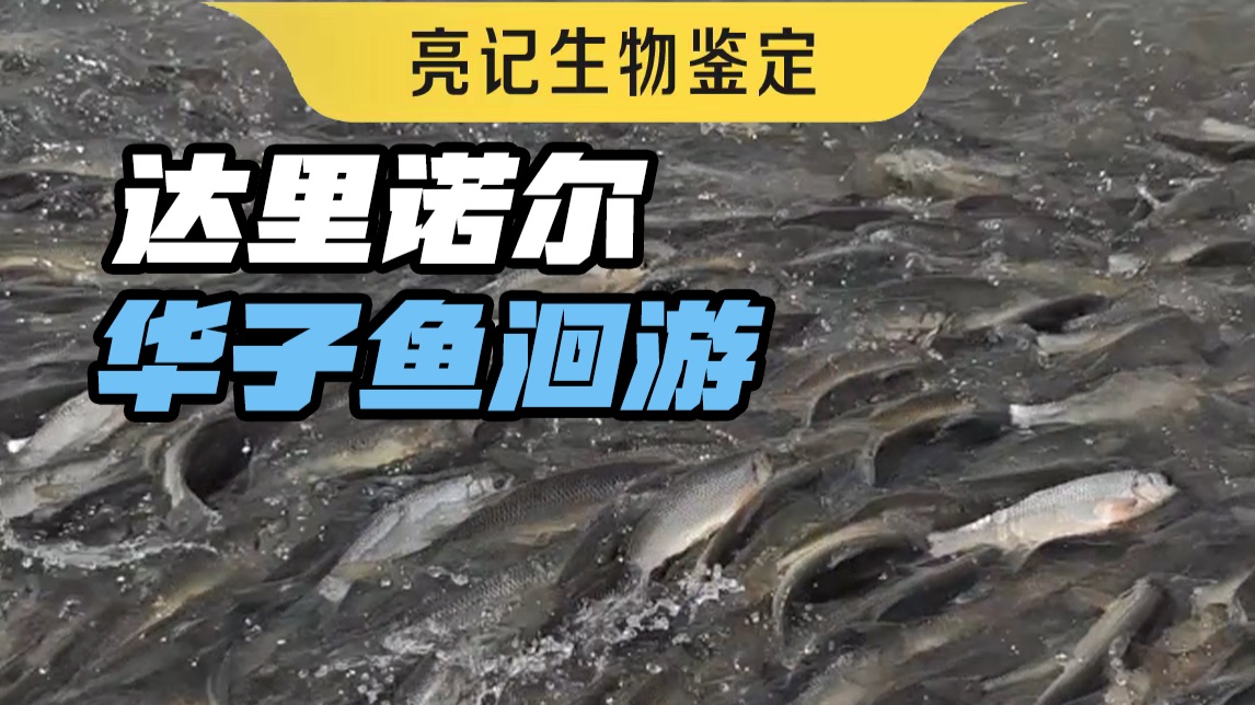 这才叫洄游！达里诺尔华子鱼洄游