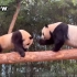 大熊猫福宝华妮 精彩决战！这是不花钱就能看的大熊猫母女打架 220706