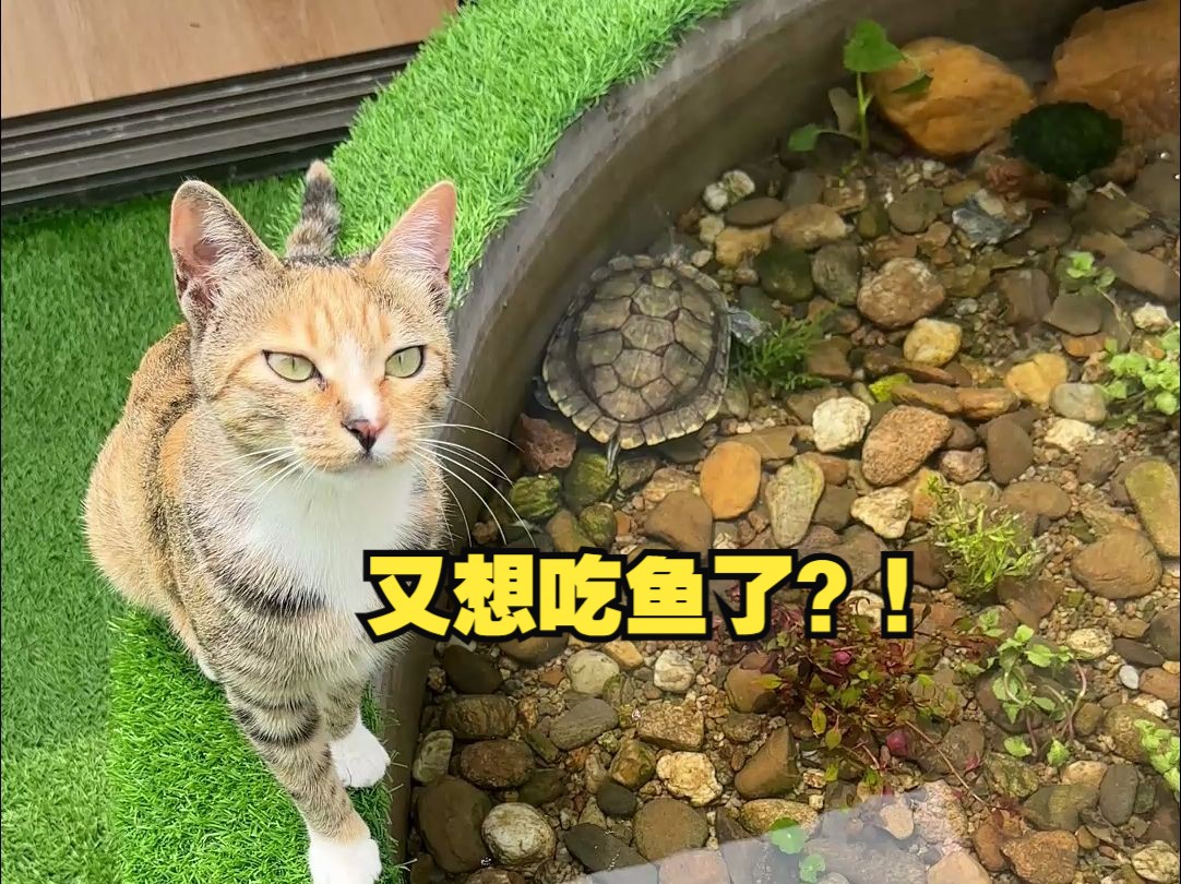 猫咪又想吃鱼了，这次下大猛料，没想到竟然有蛇和乌龟！