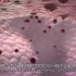 【3D演示】科普秒懂新型冠状病毒
