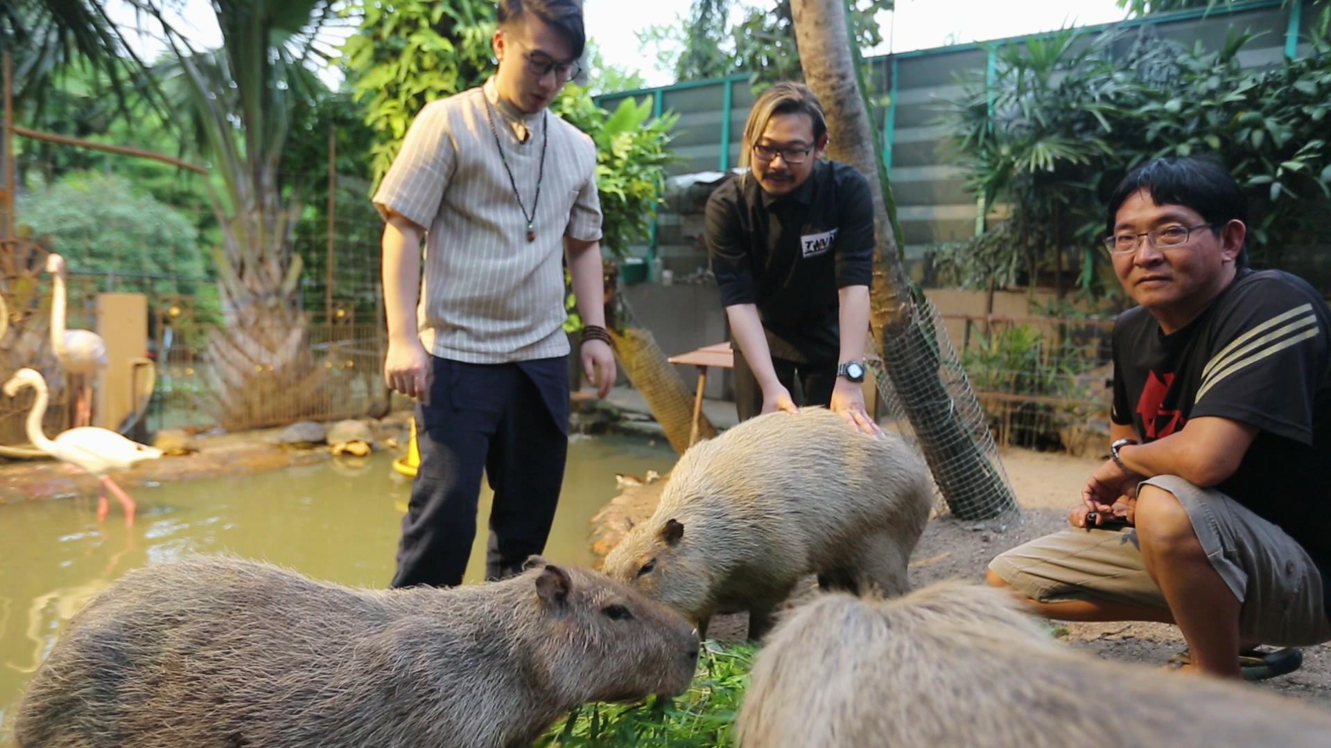 泰国家庭动物园多奇珍异兽,神医给花鳖看病要深潜入水
