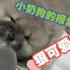 萌犬仁球 小奶狗的报复真的狠可爱呀